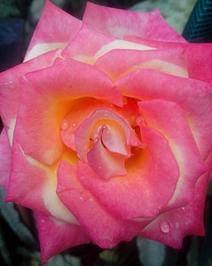 Rosa, jardí, flor