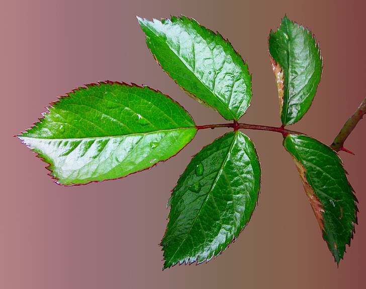 Rosenblatt, color de rosa, hoja, verde, irregular, flor, planta