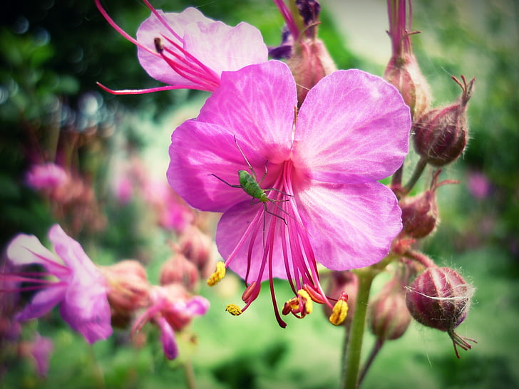 chrząszcz, kwiat, makro, Natura, roślina, kolor różowy, Płatek