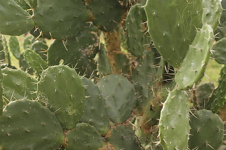 kaktus, Mexico, regionale, indiske, mexicanske, indfødte, mad