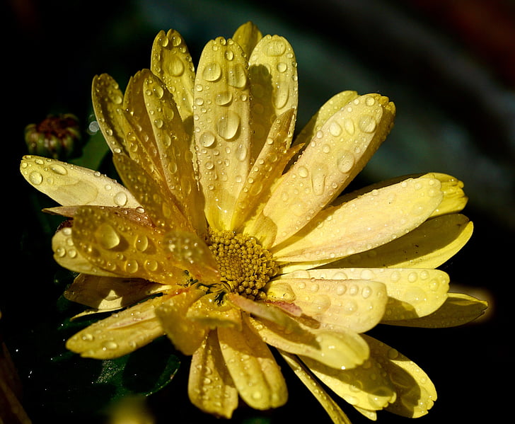 fiore, natura, Blossom, Bloom, goccia di pioggia, giallo, pianta