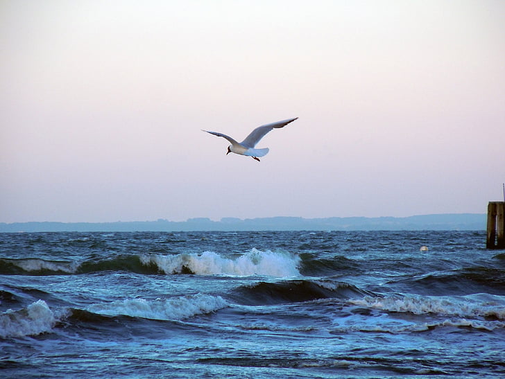 Baltičko more, Galeb, letjeti, ptica, val