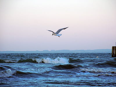 biển Baltic, chim mòng biển, bay, con chim, làn sóng