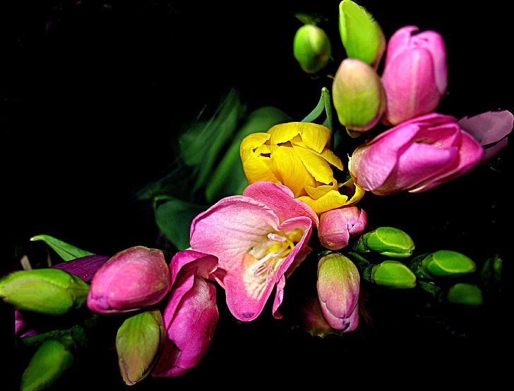 ziedi, tulpes, motīvs, pušķis, ikebana, krāsa