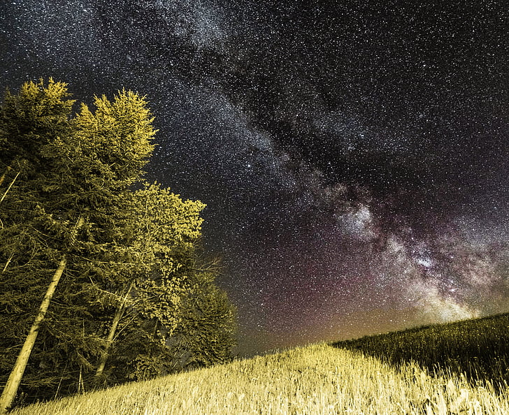 rumput, Bima Sakti, malam, langit, bintang-bintang, pohon
