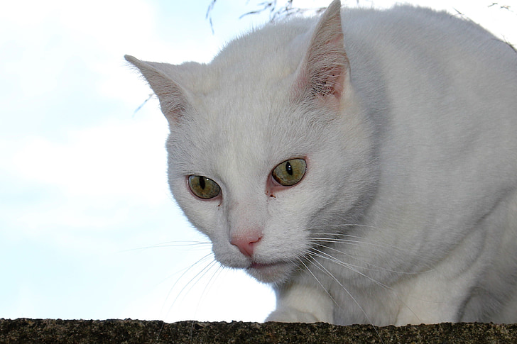 gat, blanc, veure, vistes, close-up