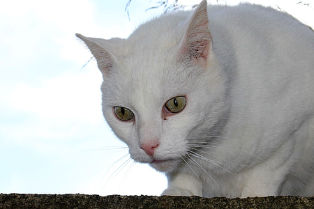 kat, hvid, Se, udsigt, Nærbillede