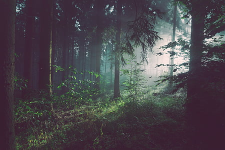 δάσος, φωτογραφία, δέντρο, ξύλο, αειθαλής, το evergreens, ομίχλη