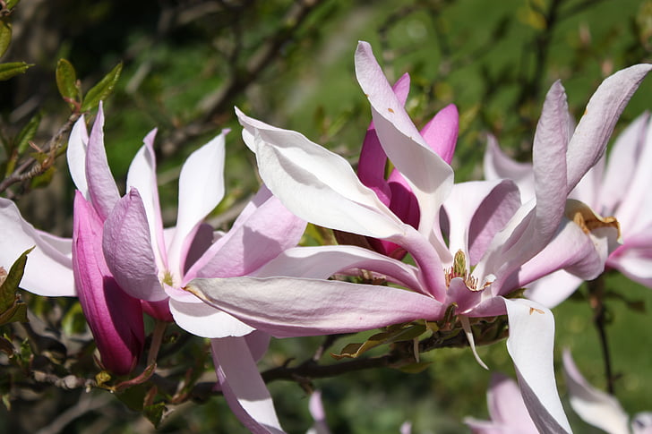 Magnolia, fleur de Magnolia, macro, fleurs, printemps, Bloom, Blossom