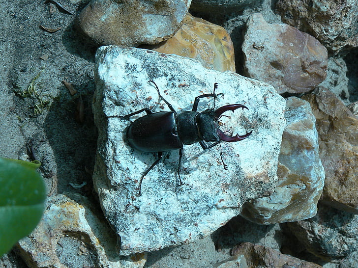 insect, beetle, nature, stones