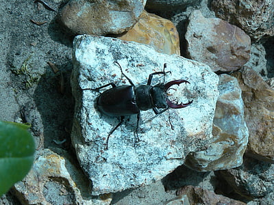 insecte, Beetle, nature, pierres