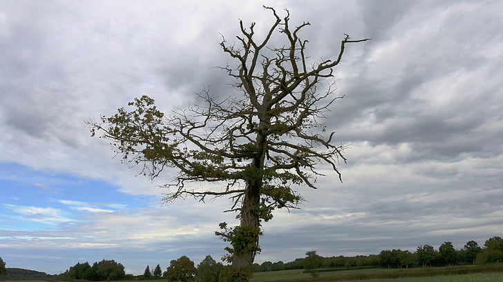 dead tree, wood, nature, field, old, clouds