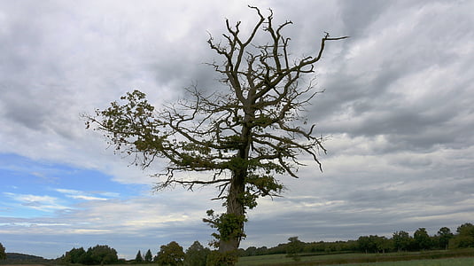 árbol muerto, madera, naturaleza, campo, antiguo, nubes