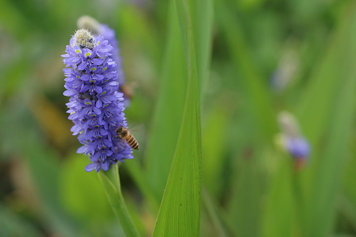 flor, macro, abeja