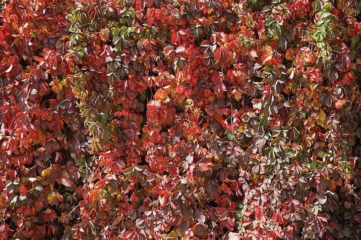 zhangye, gyönyörű golden őszi levelek -1, a táj, növényi fal, szőlő