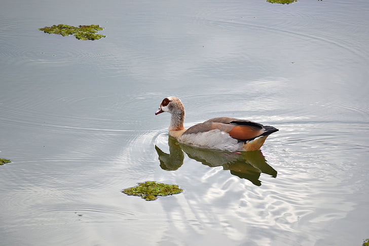 патица, езерото, природата, дива природа, перо, плуване, околна среда