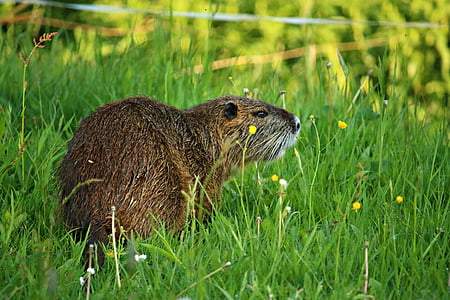 nutria, nager, coypu, animal, mammal, species of rodent, wild animal