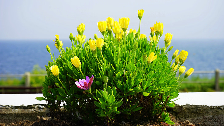 flower, yellow, yellow flowers, spring, summer, nature, petal