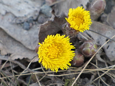 flower, yellow, coltsfoot, spring, sign of spring