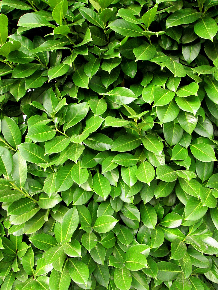 zelené listy, Bush, Zelená, tmavozelená, Leaf, Príroda, rastlín