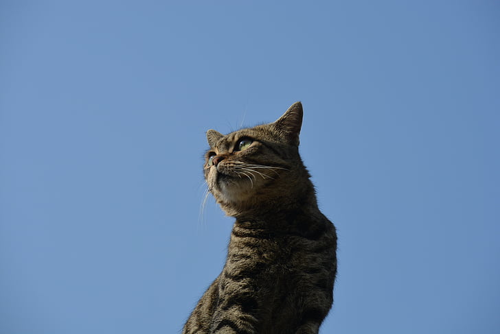 mačka, živali, prosto živeče živali, modro nebo