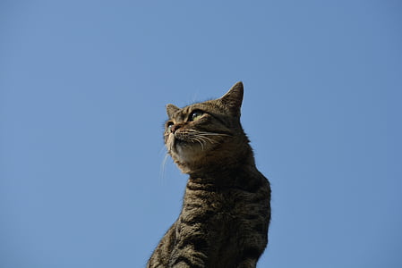 kočka, zvíře, volně žijící zvířata, modrá obloha