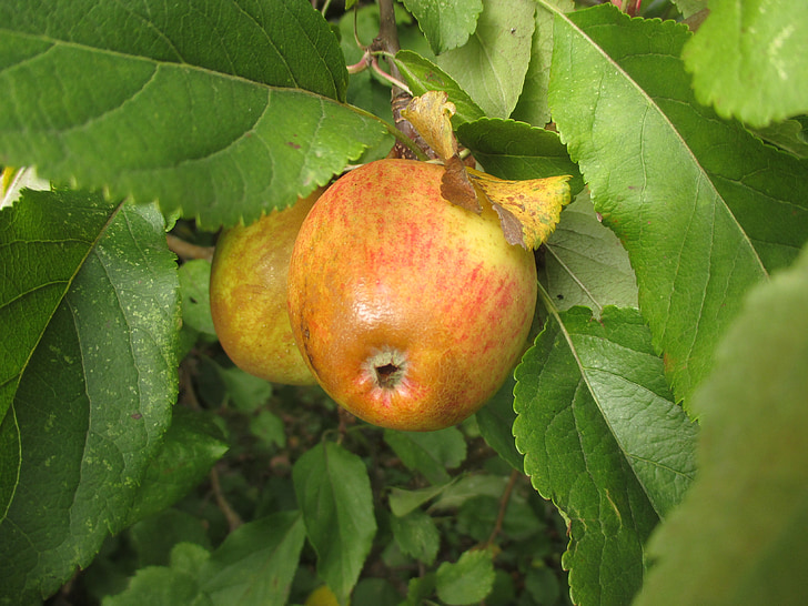 Jablko, strom, ovoce, zahrada, podzim