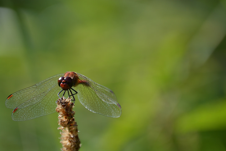 Dragonfly, grønn, insekt, natur, Wing, dyr, dyr vinge