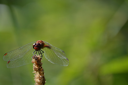 dragonfly, green, insect, nature, wing, animal, animal Wing