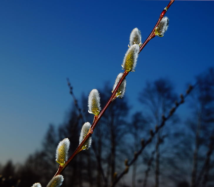pasture, pussy willow, blossom, bloom, inflorescence, kitten, spring