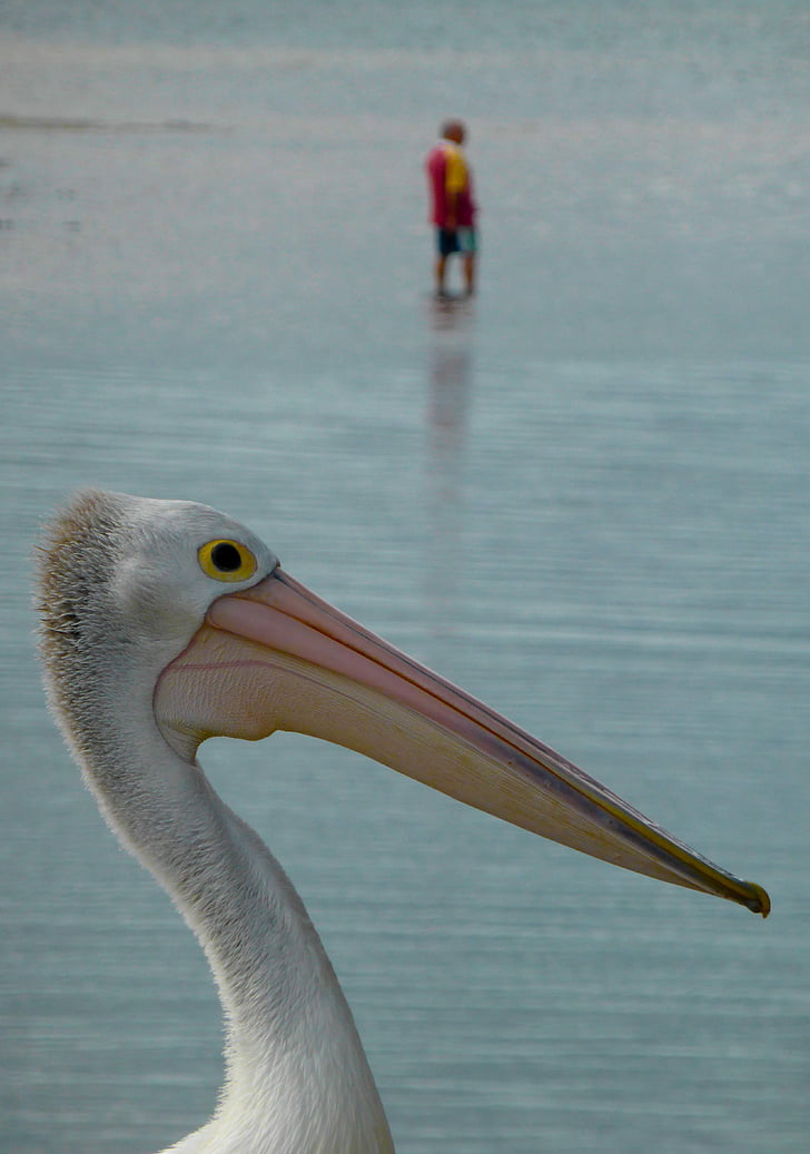 Pelican, recreere, marină, paşnică, nautic, în aer liber, pescar