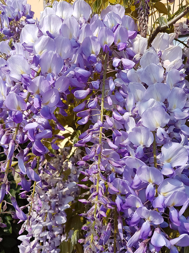 glycine, violet, fleurs, plante, nature, fleurs violettes, printemps