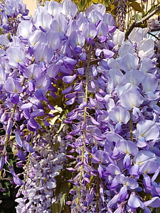 Wisteria, Violet, kukat, kasvi, Luonto, violetit kukat, kevään
