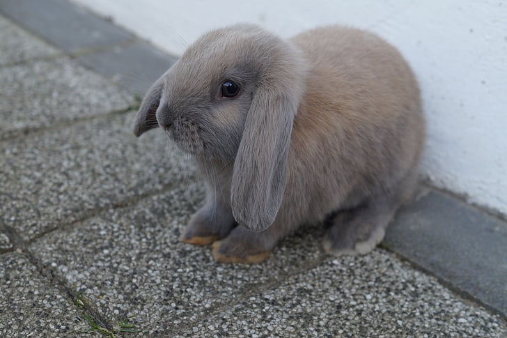 กระต่ายอีสเตอร์, กระต่าย, กระต่าย, กระต่าย schlappohr, ขนสัตว์