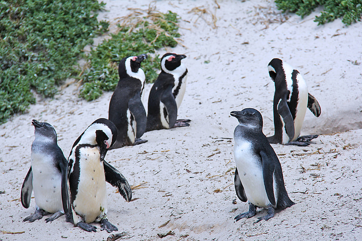 pingouins, mignon, câlin, belle, plage, plage de rochers, Cape town