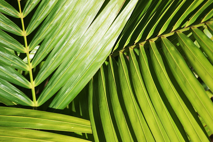 Palm, tanaman, dedaunan, hijau, alam, cahaya, vitalitas