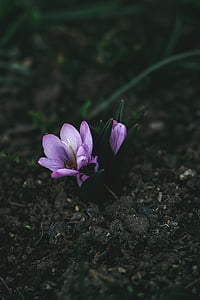 virágzó, blur, közeli kép:, Flóra, virágok, fókusz, Föld