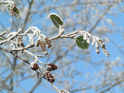 Zima, Božić, priroda, stabla