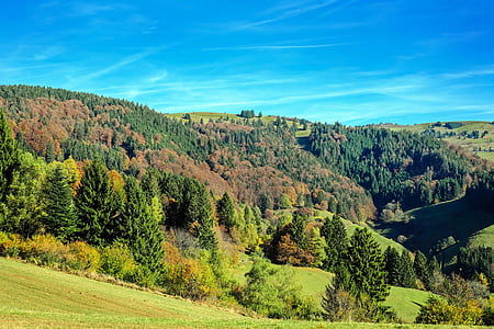 blue sky, clouds, conifers, countryside, daylight, environment, forest
