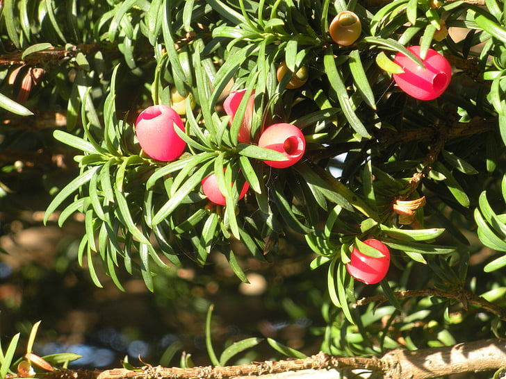 taxus hicksii, Evergreen, buah merah, merah, hijau, Close-up, dekoratif