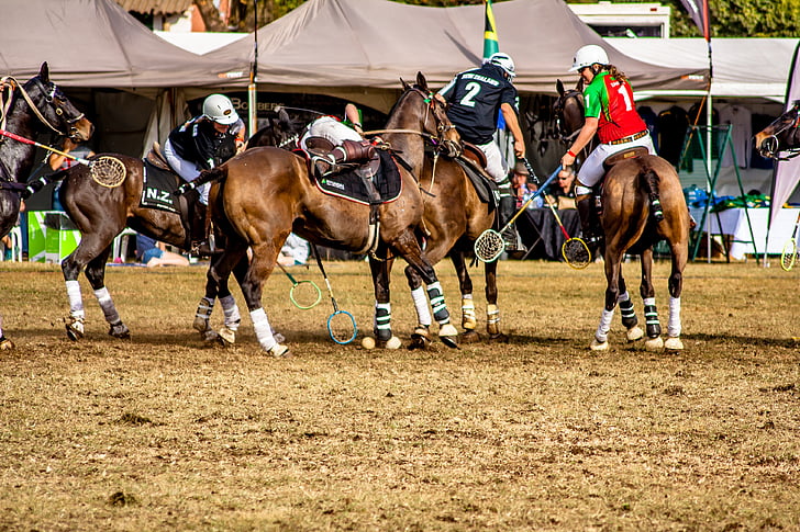 sport, Polo cross, ló, Polo, állat, verseny, lovas