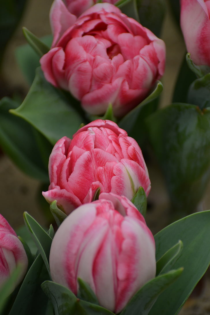 tulips, mini tulips, spring, pink, pink flowers, bloom, nature