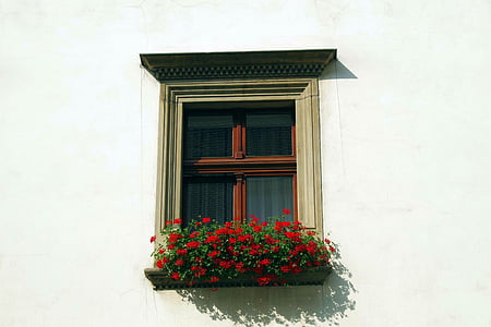 ventana, persianas, vidrio, flores, alféizar de la ventana, arquitectura, edificio