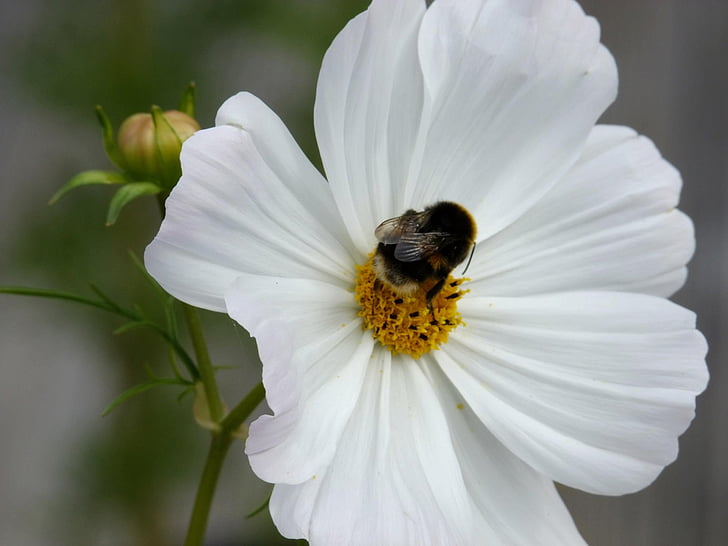 flowers, bee, cosmos, spring, nature, plant, bumble