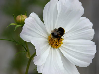 flores, abelha, Cosmo, Primavera, natureza, planta, Bumble