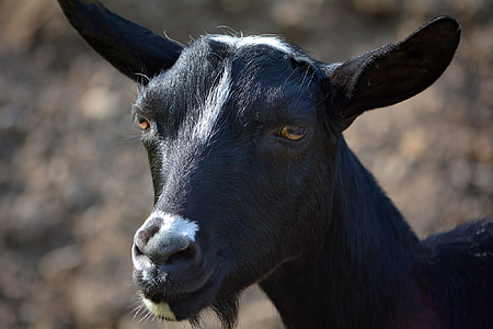 goat, animals, mammals, farm, creature, animal world, wildlife photography