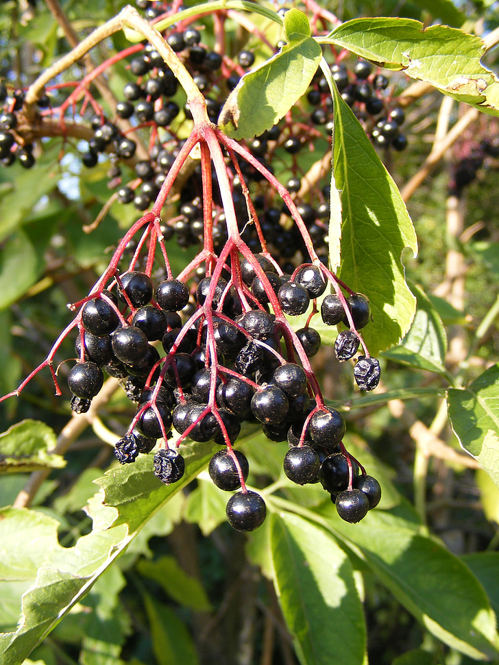 berries, black, common, elder, elderberry, green, sunny