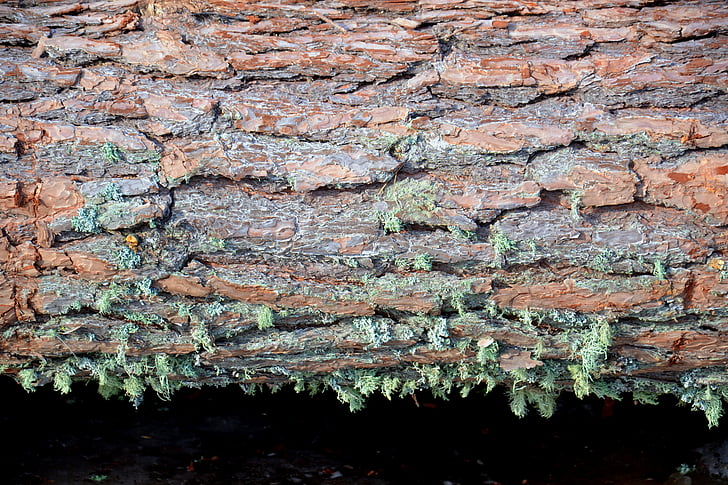 albero, pino, corteccia, tronco, lichene, marrone, Flora