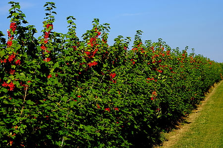 currant hedge, field, currants, shrubs, berries, red currant, fruit