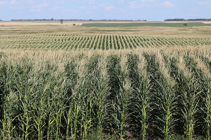 pole, kukurydza, gospodarstwa, Rolnictwo, żniwa, Rolnictwo, gruntów